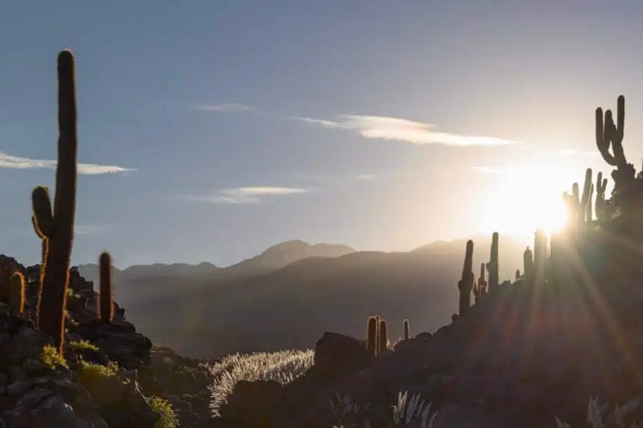 Tall Cardon Cacti Stand On Rocky Cliffs As The Sun Sets Over Distant Mountains.