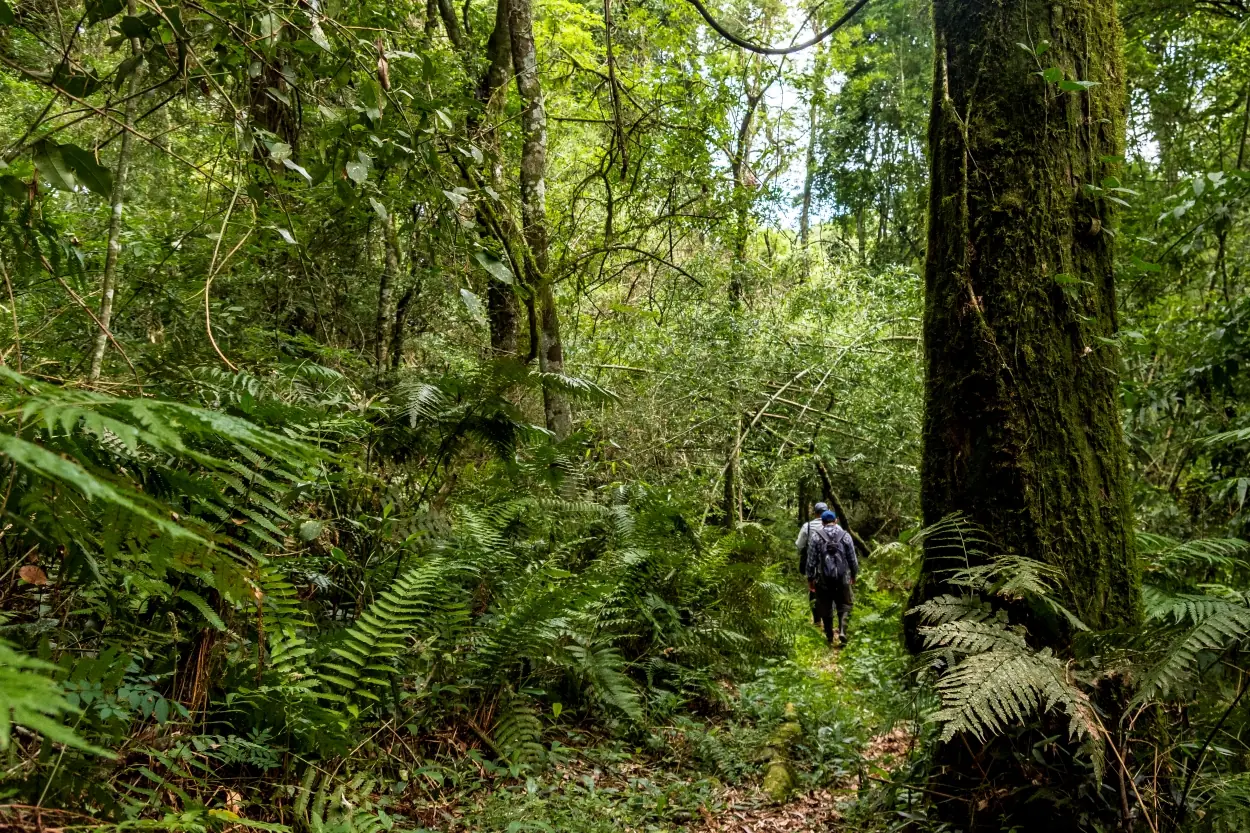 Two Hikers Walk Along A Narrow Trail Through Dense Green Rainforest With Towering Trees And Ferns.