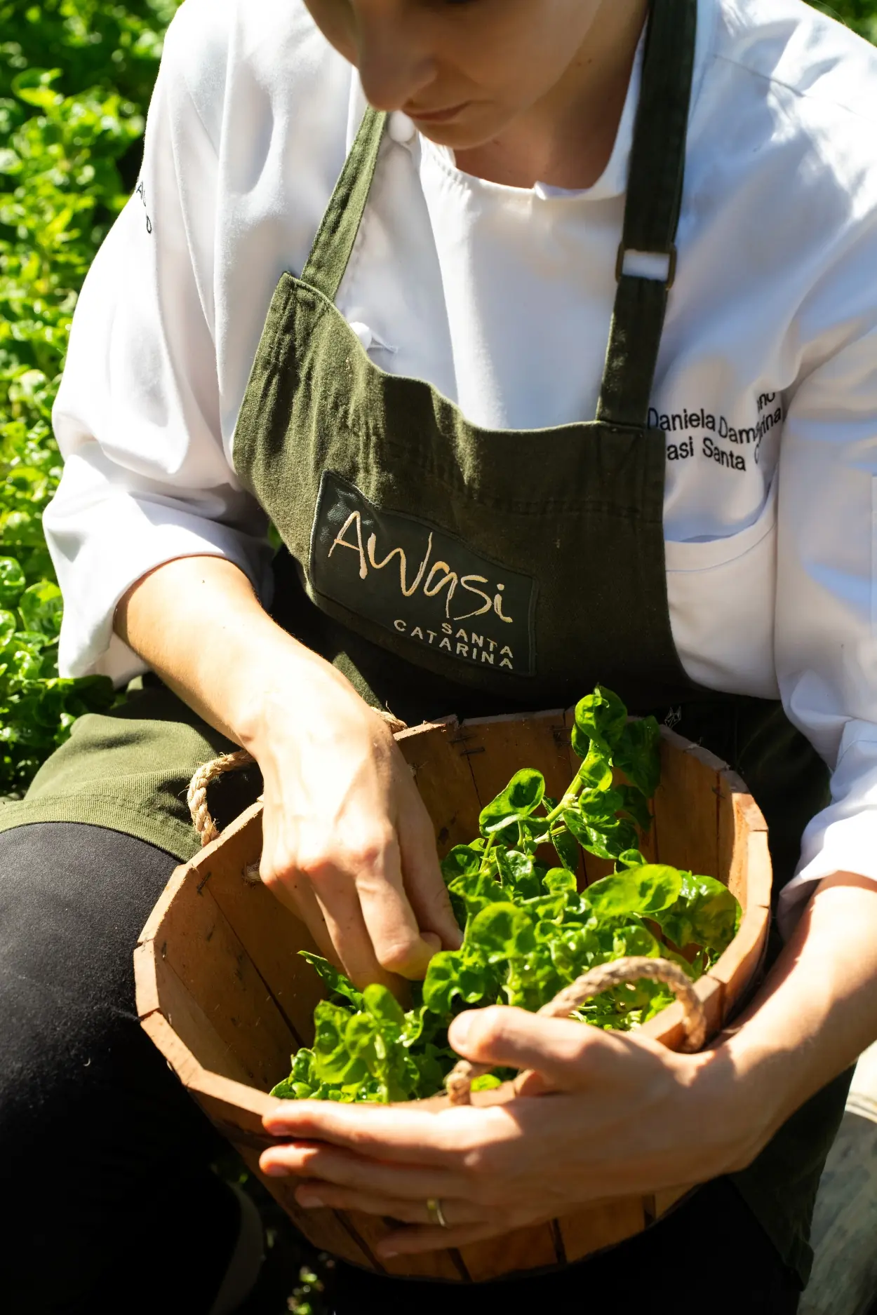 A Chef In An Apron Gathers Fresh Green Leaves Into A Wooden Bucket.
