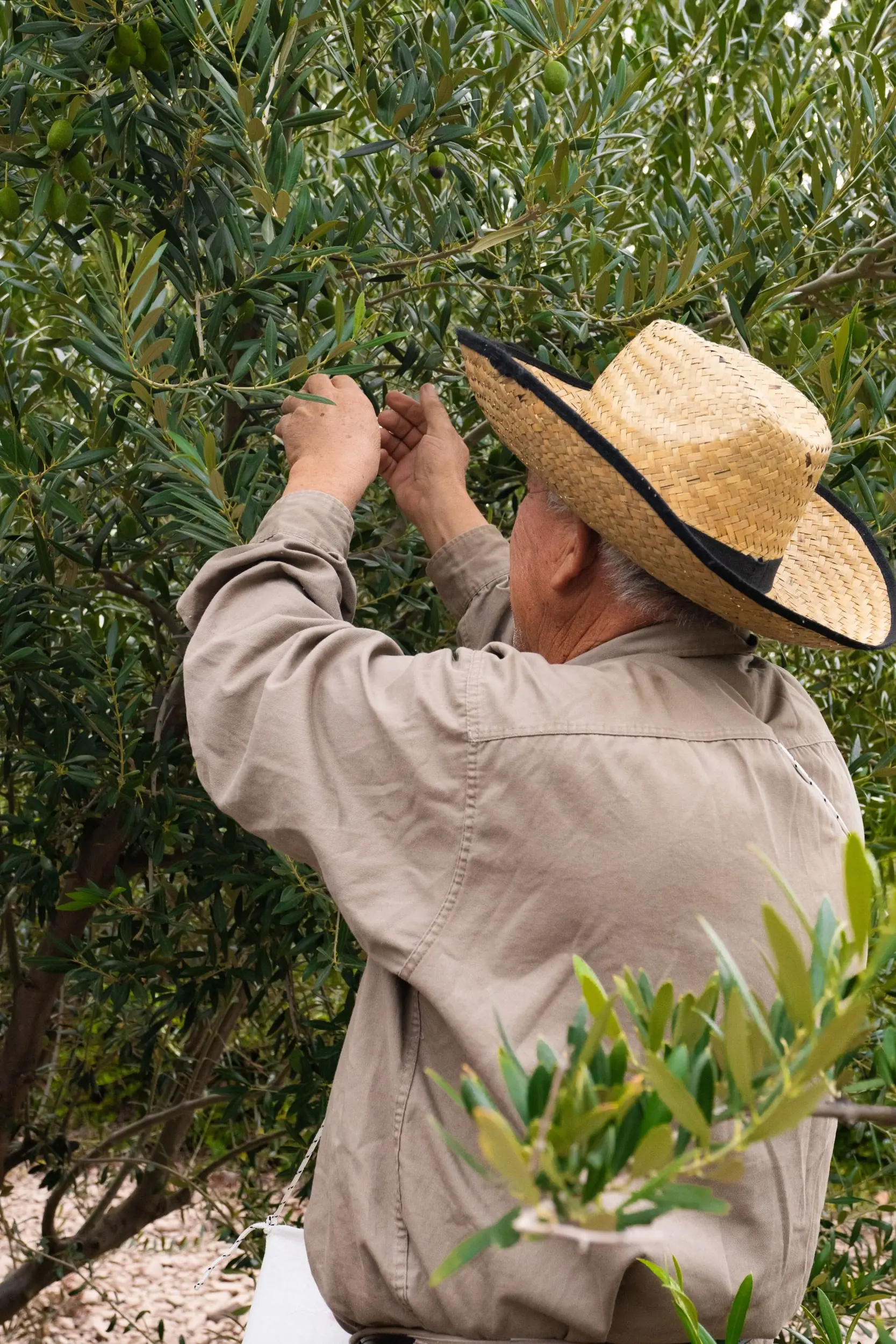 A Man Wearing A Straw Hat Reaches Up To Pick Olives From A Leafy Tree.
