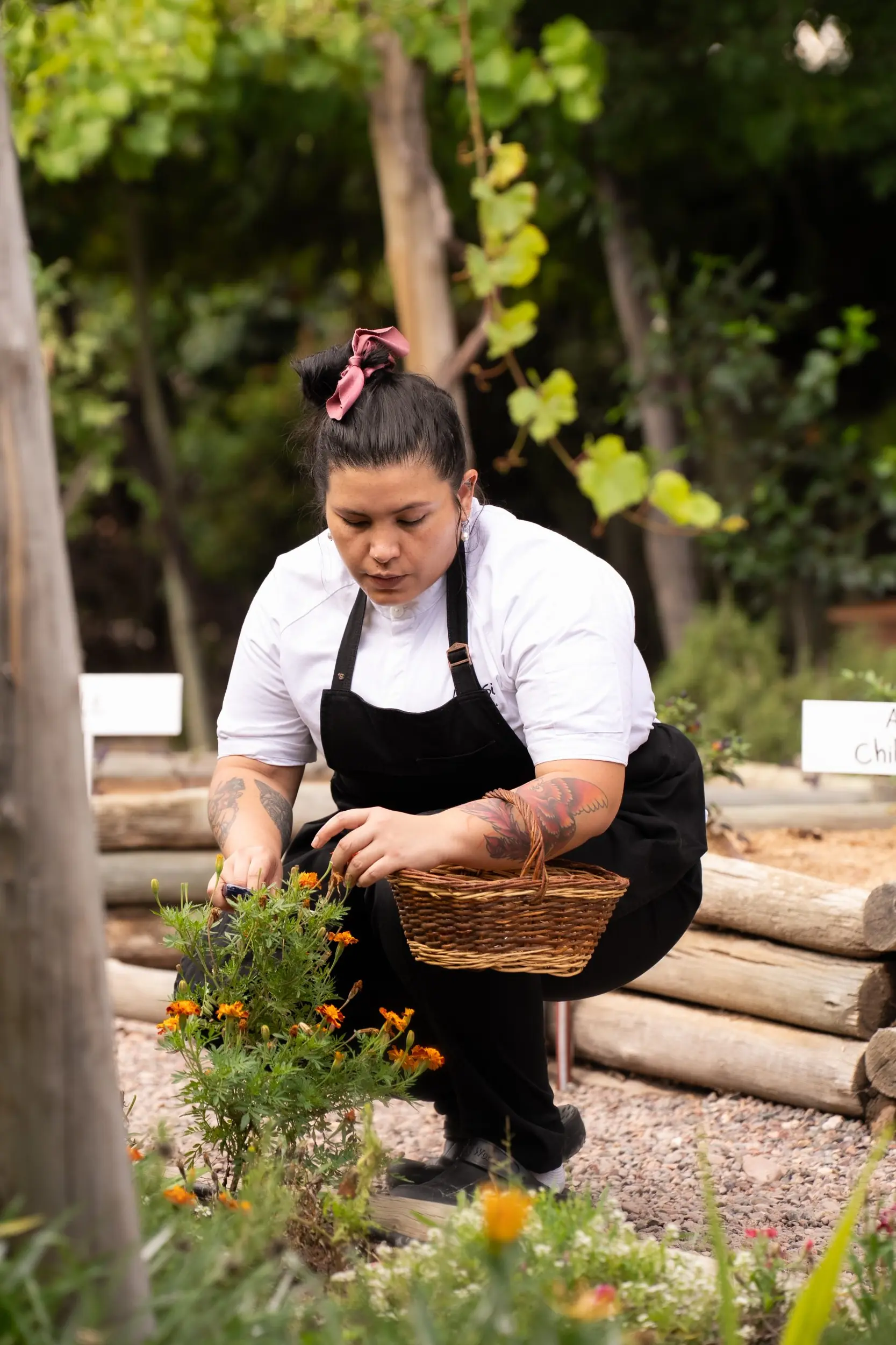 A Chef In A Black Apron Crouches In A Garden To Harvest Orange Flowers Into A Small Wicker Basket.