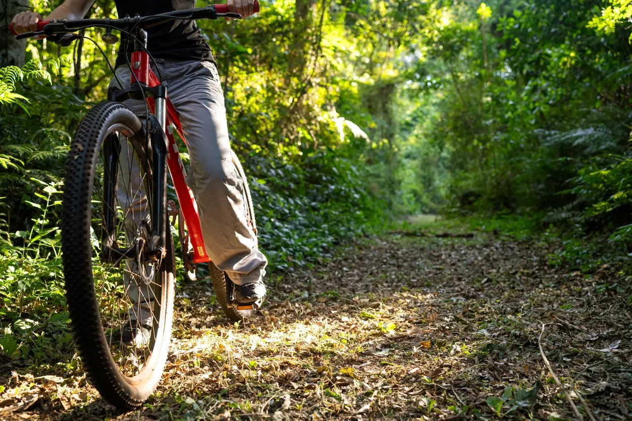 Close-Up Of A Cyclist Riding A Red Mountain Bike Along A Sunlit Forest Trail Surrounded By Dense Greenery.