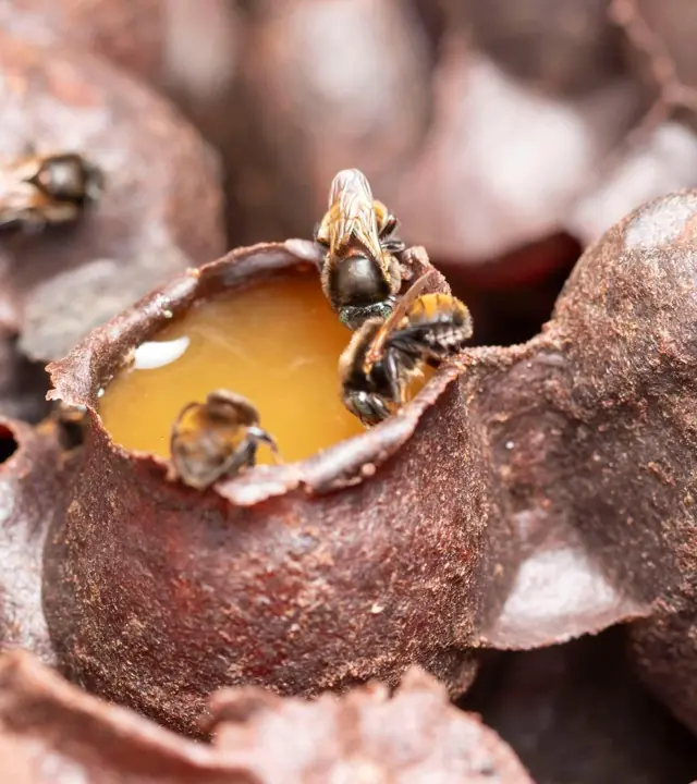 Close-Up Of Bees Inside A Small Honey-Filled Nest Cavity Surrounded By Textured Brown Hive Structures.