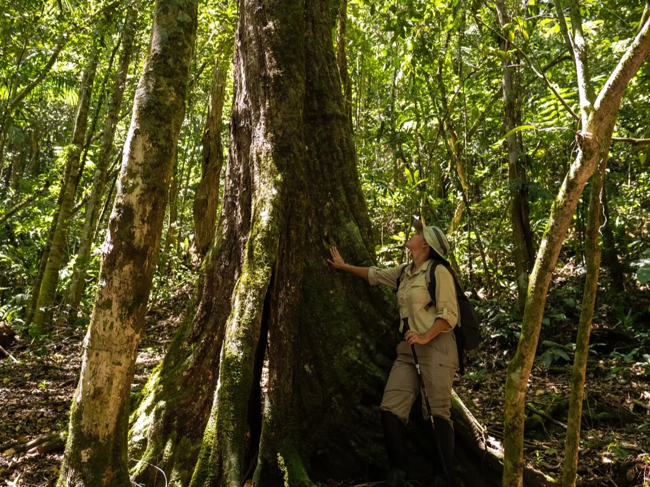 Person Standing Beside A Massive Tree In A Dense Tropical Rainforest With Sunlight Filtering Through The Canopy.