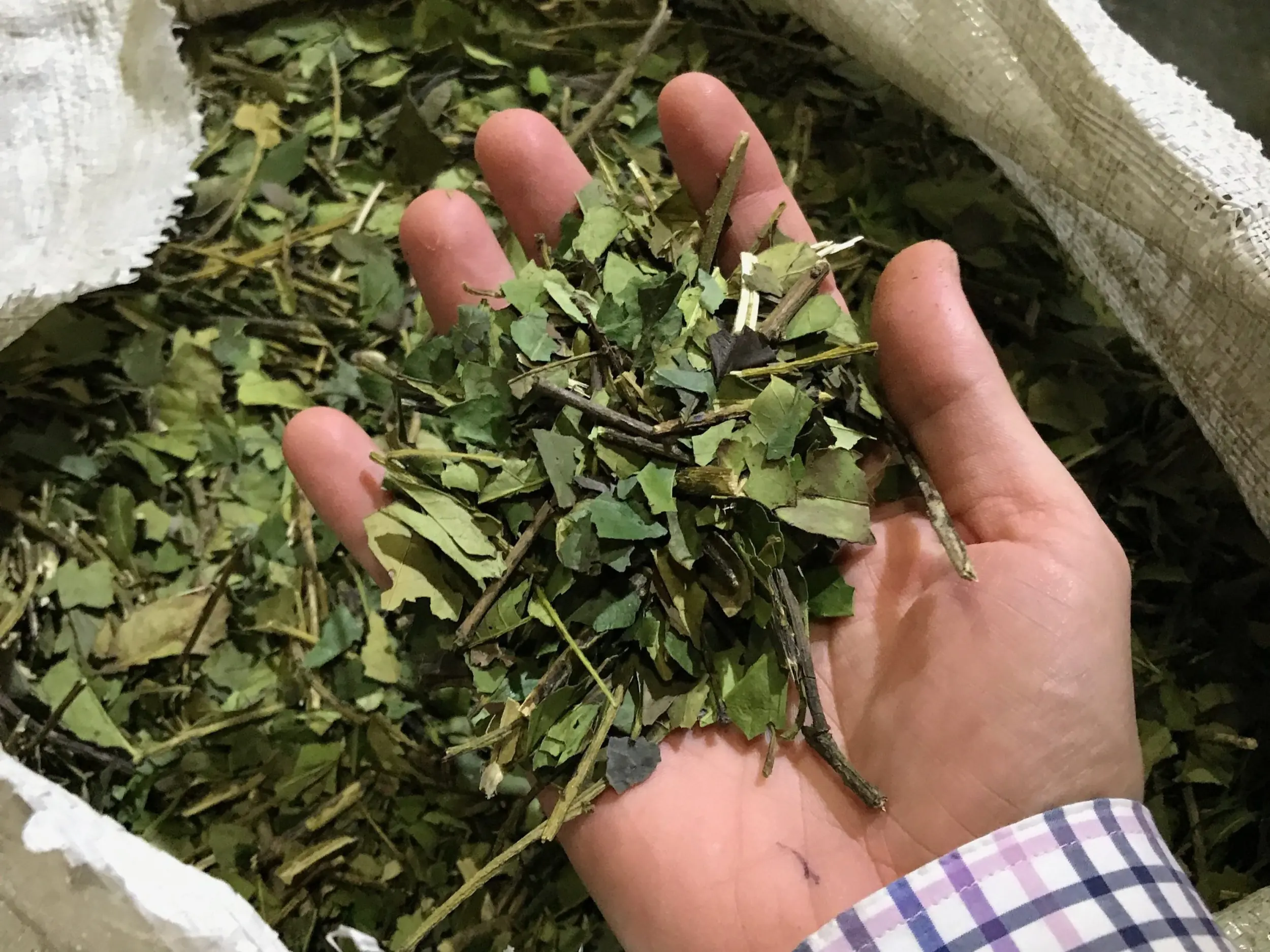 Hand Holding Dried Green Leaves And Stems Above An Open Sack Filled With Harvested Plant Material.