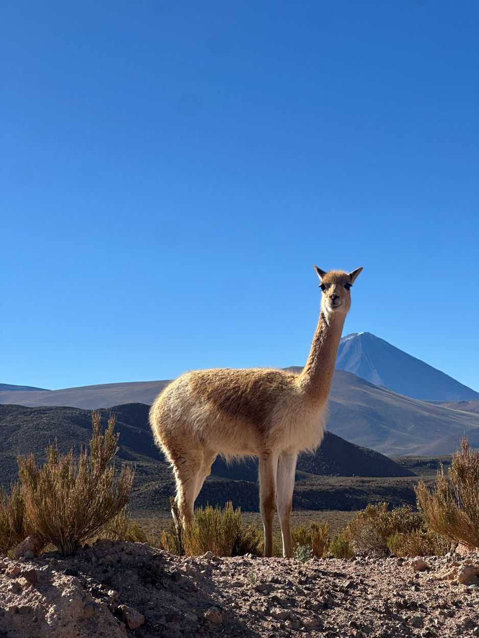 Adriana rios - team awasi atacama 2026 photo contest