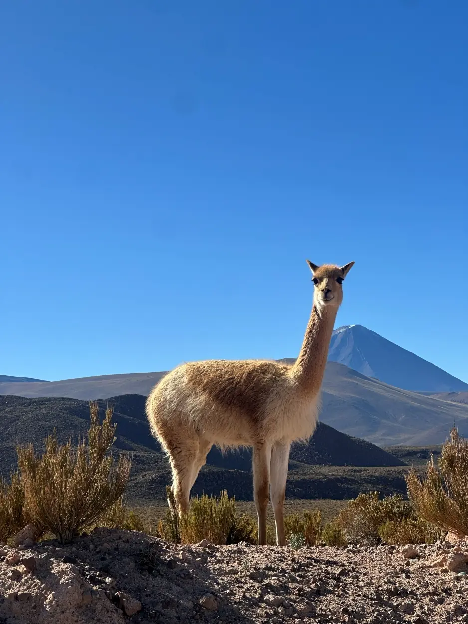 Adriana rios - team awasi atacama 2026 photo contest