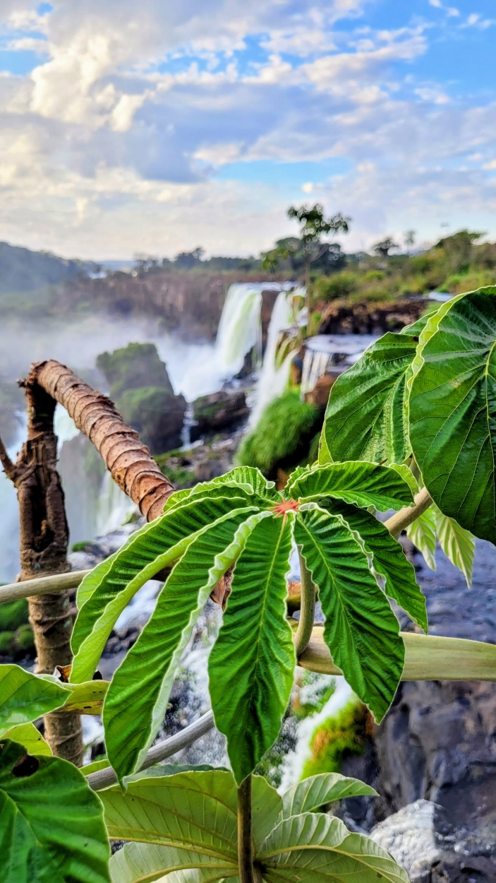 Amelin zemunich - team awasi iguazu 2026 photo contest