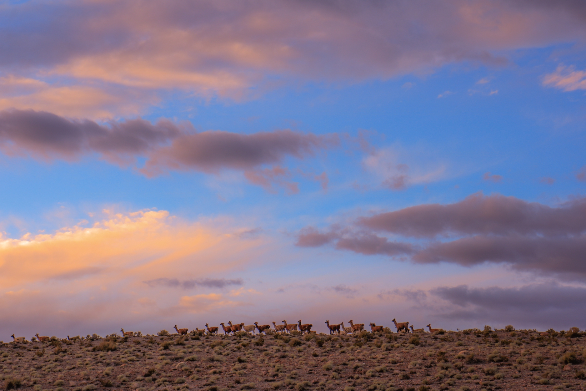 Claudia painian - team awasi atacama 2026 photo contest