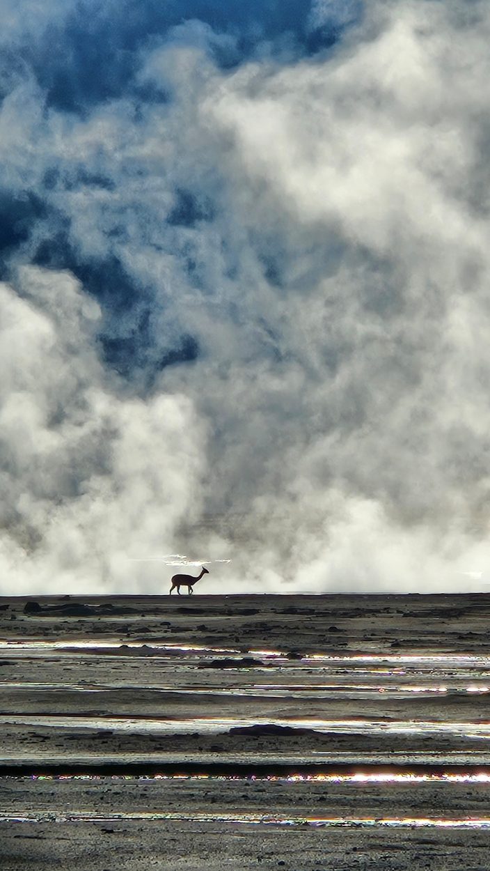 Claudia ortega - team awasi atacama 2026 photo contest
