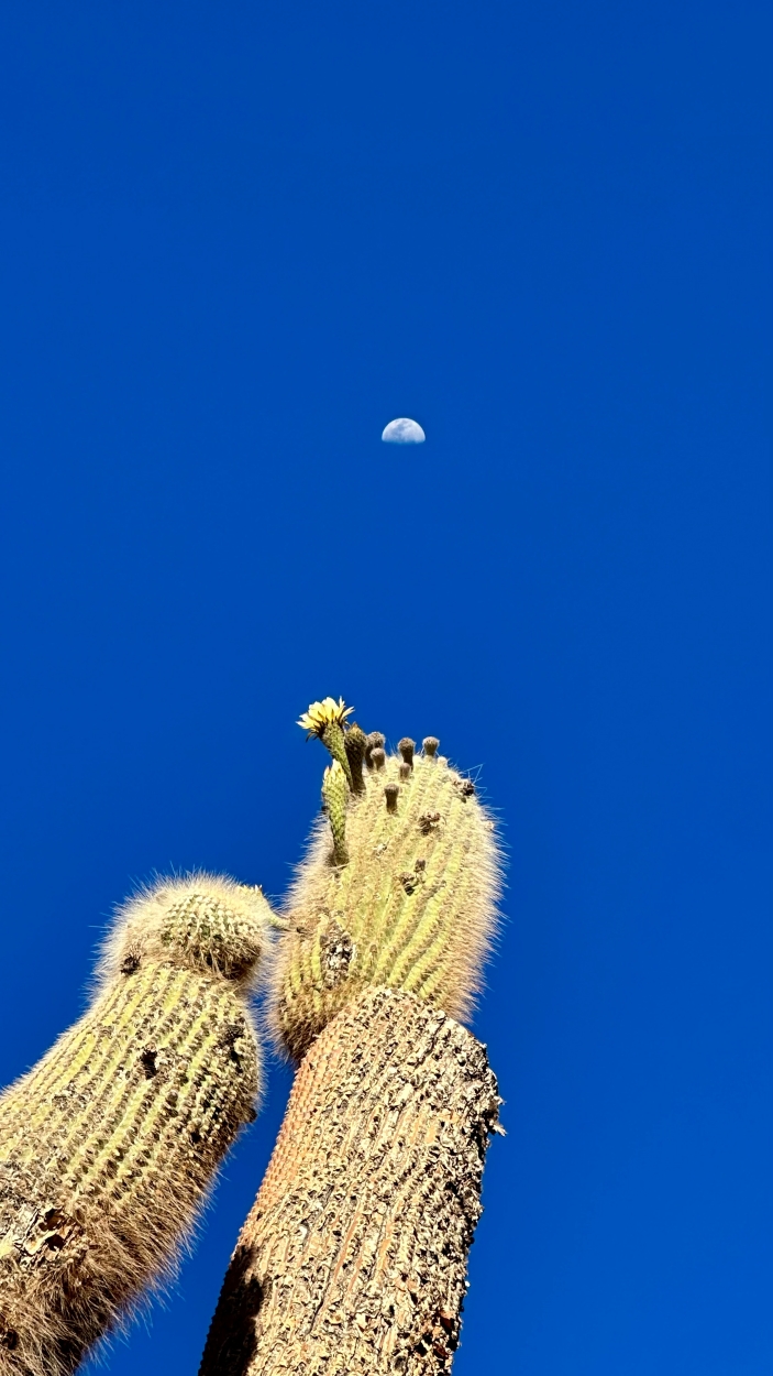 Cristian garcia - team awasi atacama 2026 photo contest