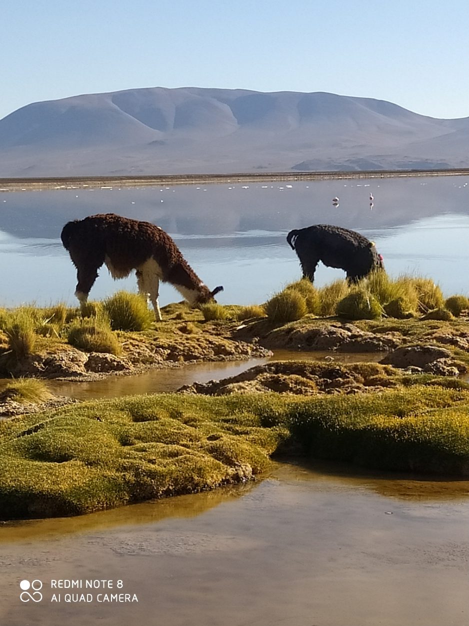 Jacqueline valdes - team awasi atacama 2026 photo contest