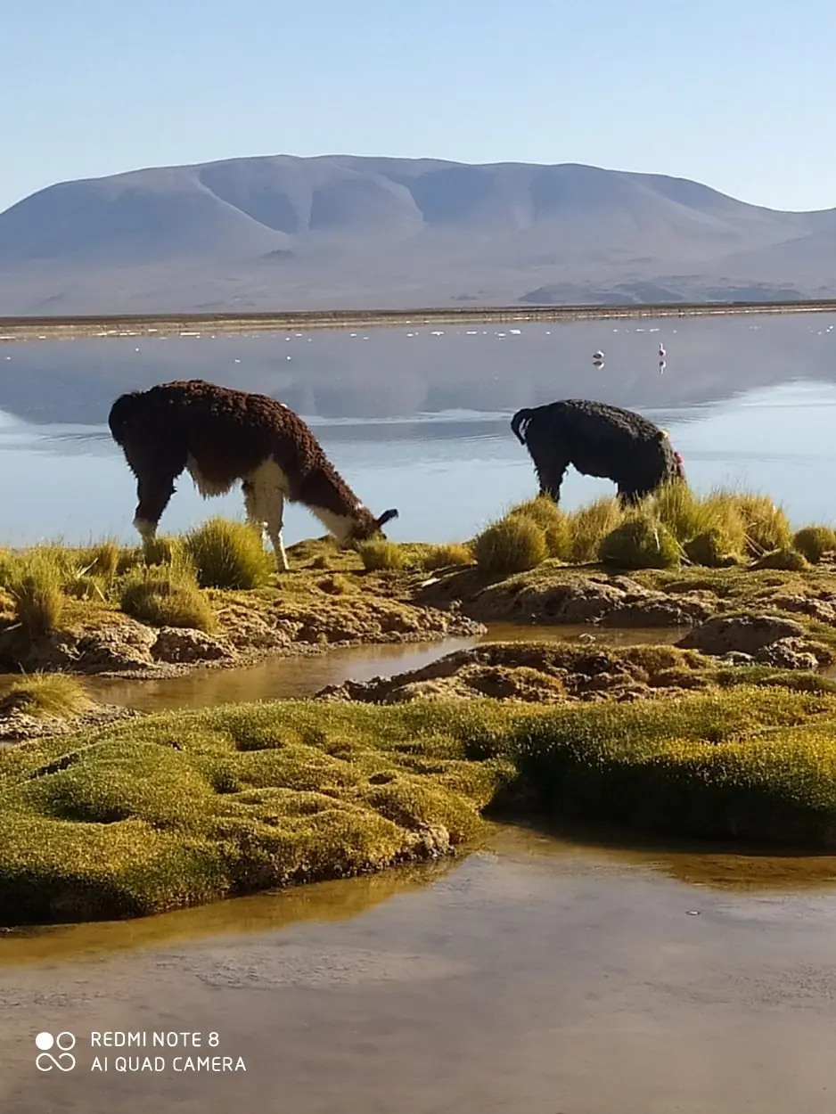 Jacqueline valdes - team awasi atacama 2026 photo contest