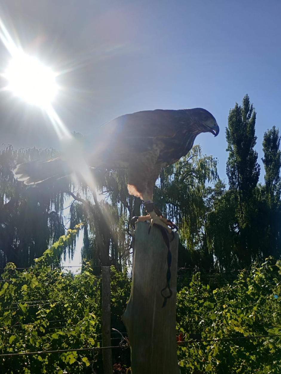 Juan pablo flores - team awasi mendoza 2026 photo contest