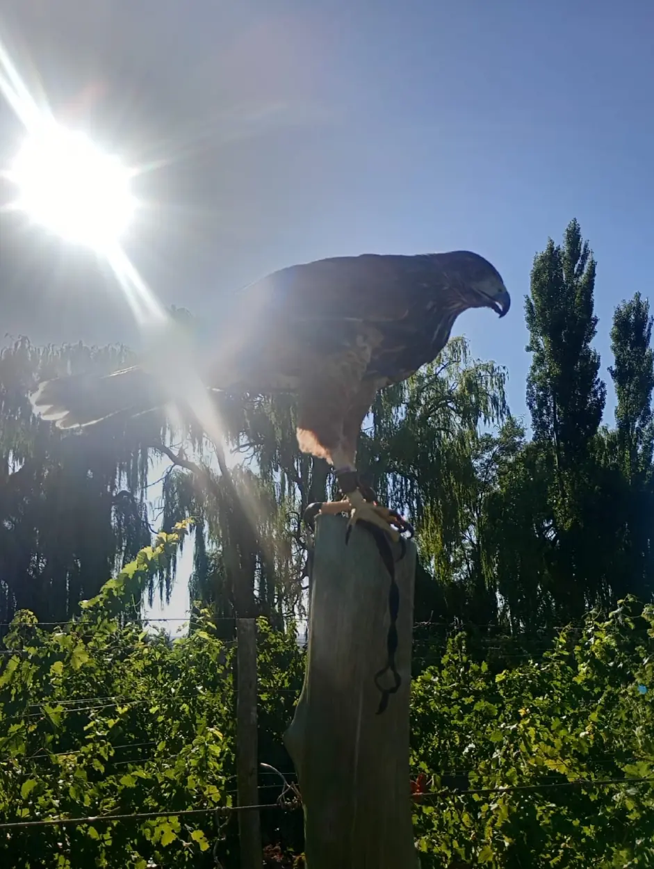 Juan pablo flores - team awasi mendoza 2026 photo contest
