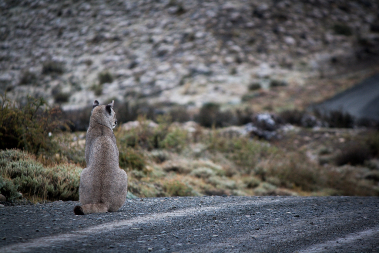 Ricardo candia - team awasi patagonia 2026 photo contest