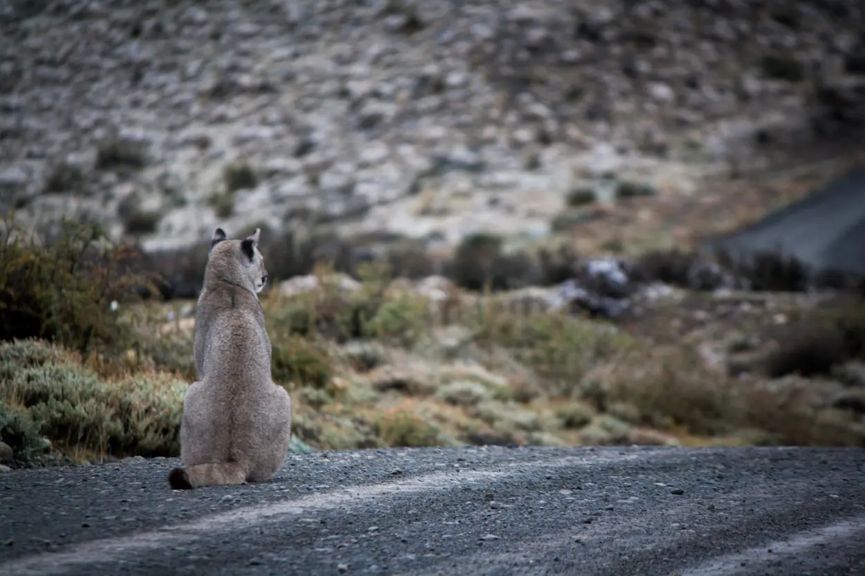 Ricardo candia - team awasi patagonia 2026 photo contest