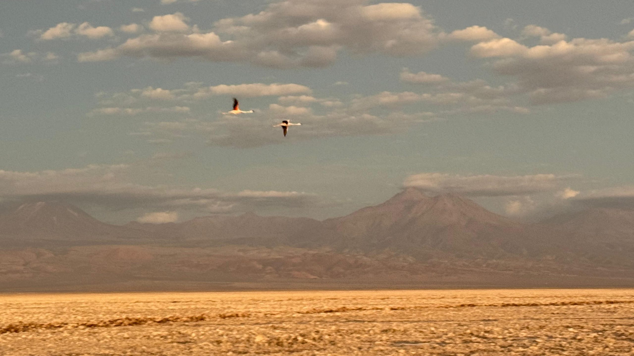 Rommy viloria - team awasi atacama 2026 photo contest
