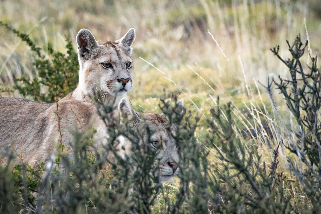 08. Pumas