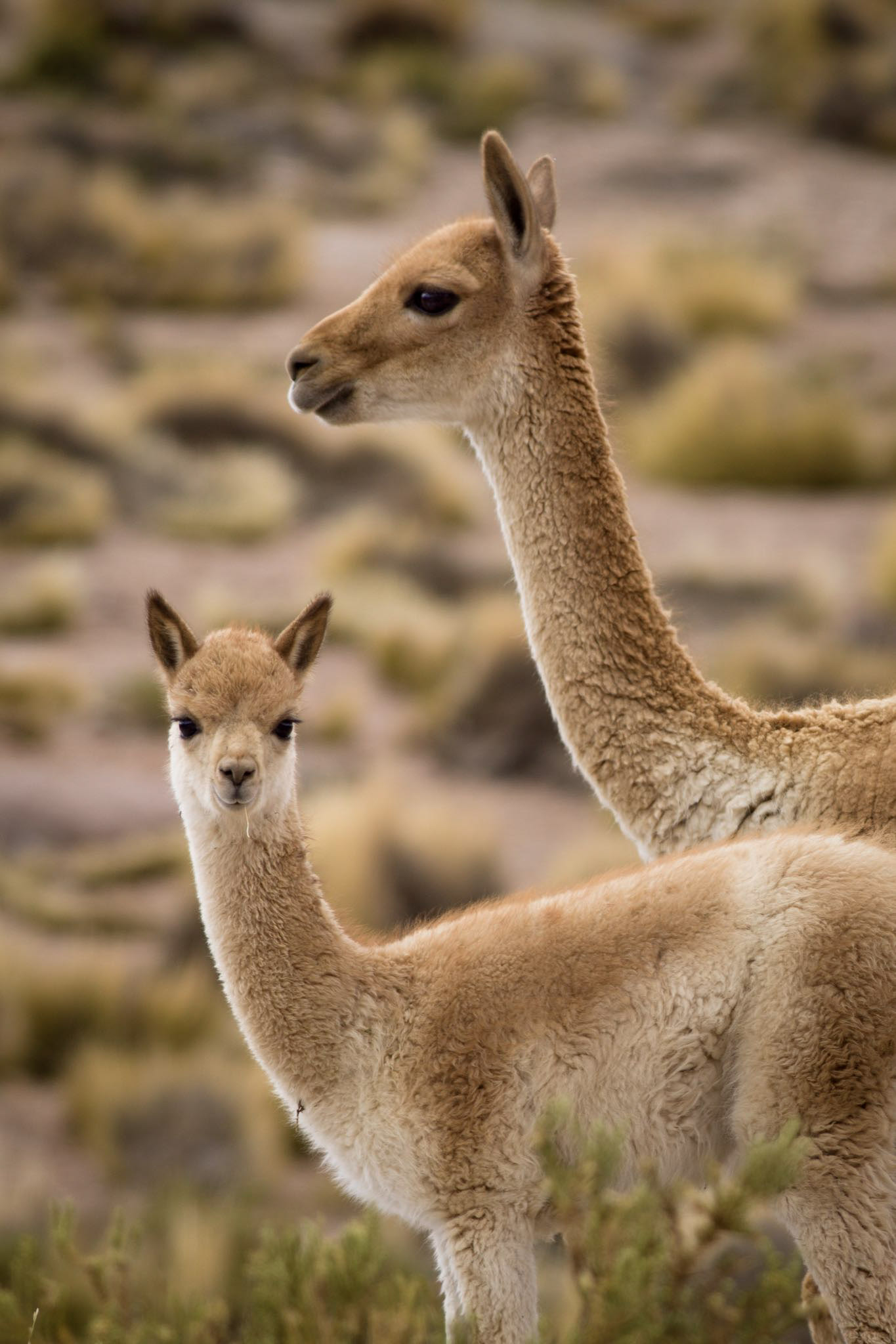 Awasi atacama two vicunas ph austin mann